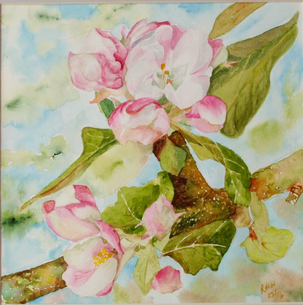 Fleur de pommier (Mortagne-au-Perche) 