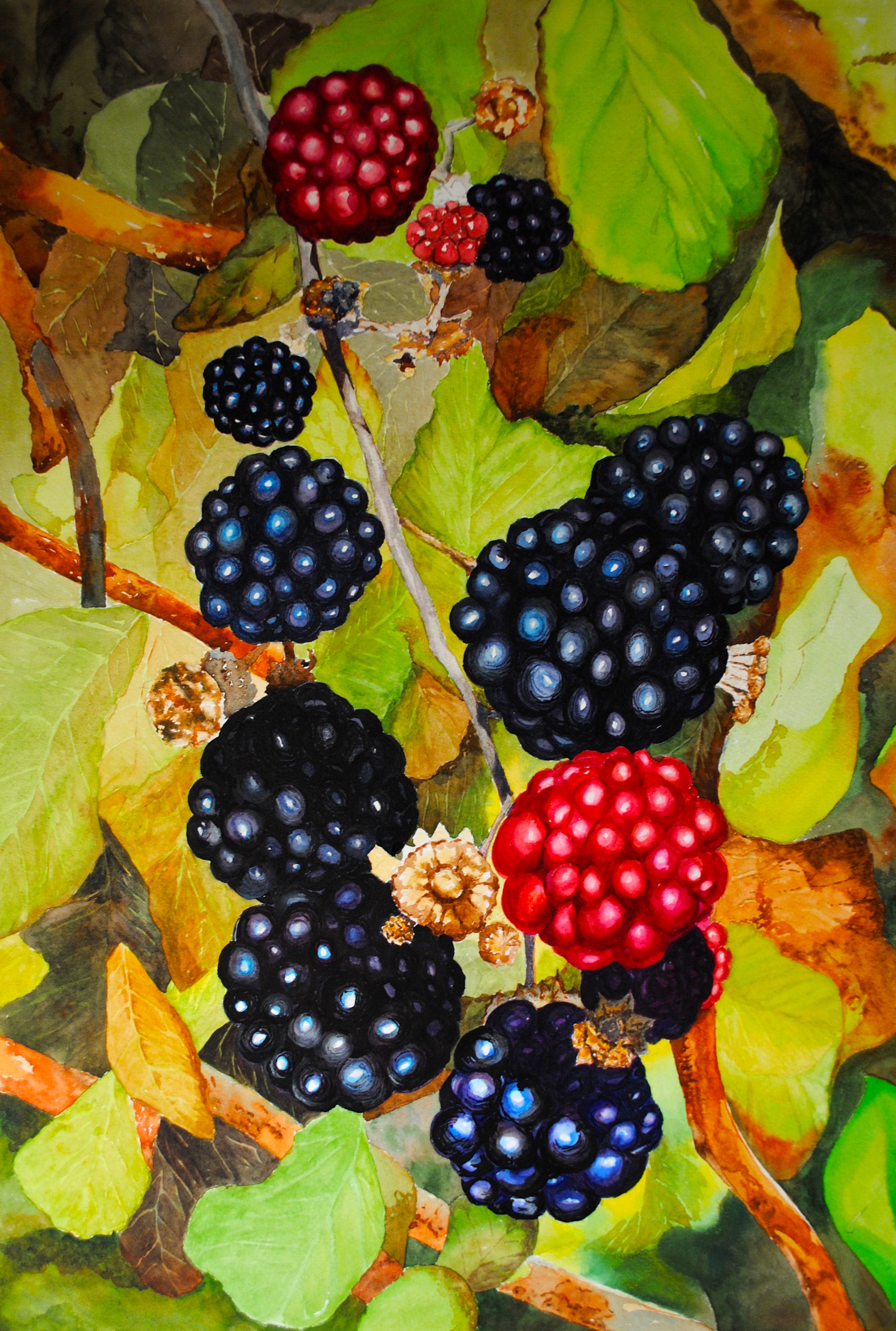 Mures du Jardin Fruitier