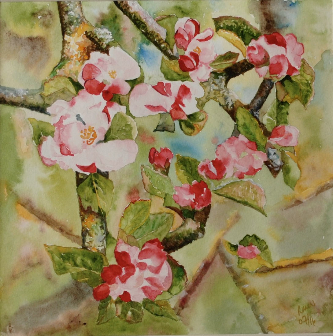 Appelbloesem (Mortagne-au-Perche)