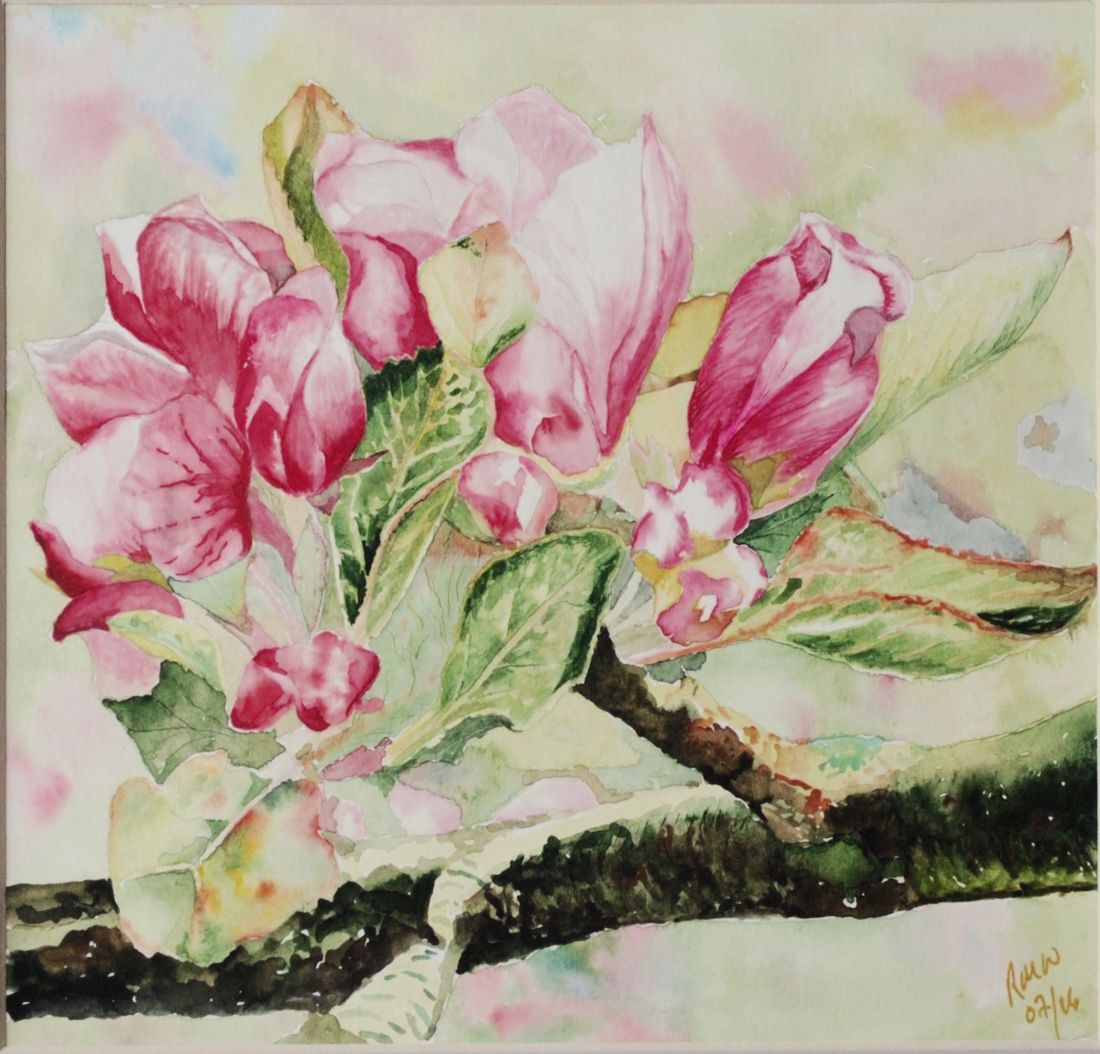 Apple Blossom (Mortagne-au-Perche)